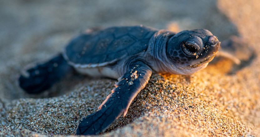 Baby sea turtle on the beach